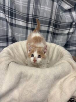 Toby -  Domestic Short Hair Cat for Adoption in Algona, Iowa - Toby | PetCurious
