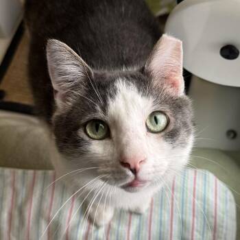 Cranberry -  Domestic Short Hair Cat for Adoption in Chicago, Illinois - Cranberry | PetCurious