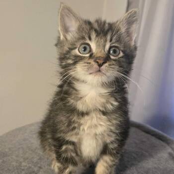 Cedar -  Domestic Medium Hair Cat for Adoption in Delaware, Ohio - Cedar | PetCurious