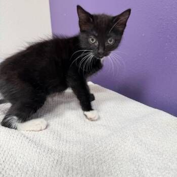 Relish -  Domestic Short Hair Cat for Adoption in Englewood, Florida - Relish | PetCurious