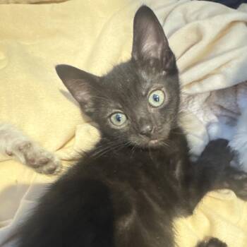 Clove -  Domestic Short Hair Cat for Adoption in Los Angeles, California - Clove | PetCurious