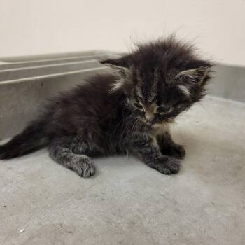 SCFL-Stray-66833_2 -  Domestic Medium Hair Cat for Adoption in Lake Panasoffkee, Florida - SCFL-Stray-66833_2 | PetCurious