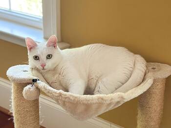 Domestic Short Hair Cats Available for Adoption in Columbia, South Carolina - Denali | PetCurious