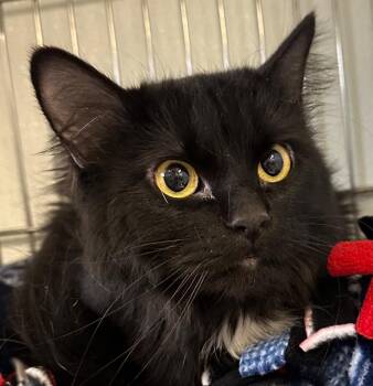 Domestic Long Hair Cats Available for Adoption - Mable | PetCurious