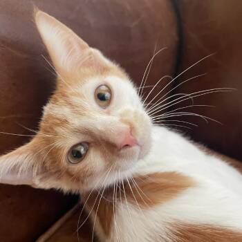 Colby -  Domestic Short Hair Cat for Adoption in Granby, Missouri - Colby | PetCurious