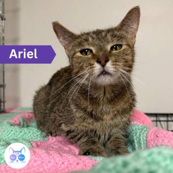 Ariel -  Domestic Short Hair Cat for Adoption in Penfield, New York - Ariel | PetCurious