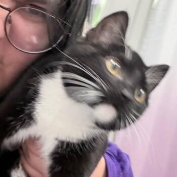 Domestic Short Hair Cats Available for Adoption - Mayzee Sue | PetCurious