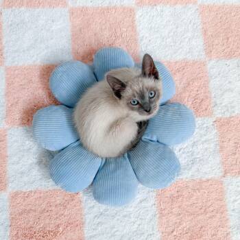 Banks -  Domestic Short Hair Cat for Adoption in New Orleans, Louisiana - Banks | PetCurious