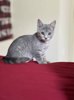 Rescue Domestic Short Hair Cats for Adoption in Reston, Virginia - Gray Sky | PetCurious