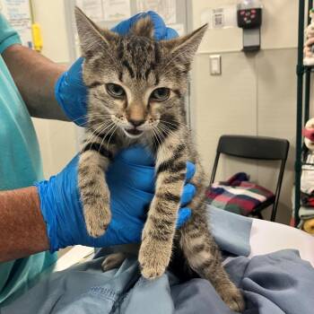 Merlin -  Domestic Short Hair Cat for Adoption in Las Cruces, New Mexico - Merlin | PetCurious