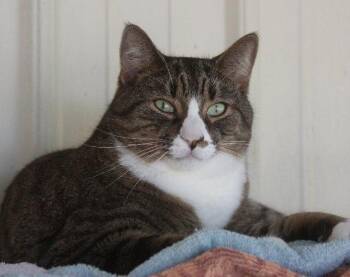Rescue Domestic Short Hair Cats for Adoption in New Bern, North Carolina - Mark | PetCurious