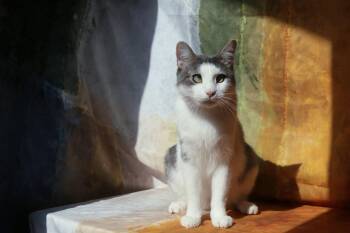 Shomo (TBI/neurogenic bladder) -  Domestic Short Hair Cat for Adoption in New Prague, Minnesota - Shomo (TBI/neurogenic Bladder) | PetCurious