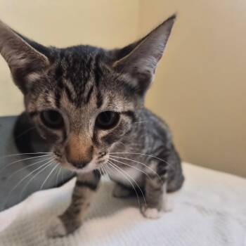 Brittany -  Domestic Short Hair Cat for Adoption in Pasadena, California - Brittany | PetCurious