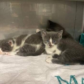 Jim -  Domestic Short Hair Cat for Adoption in Long Beach, California - Jim | PetCurious