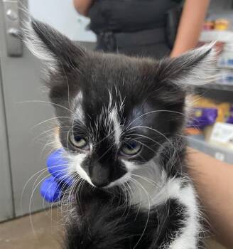 Domestic Short Hair Cats Available for Adoption in Dallas, Texas - TORY | PetCurious