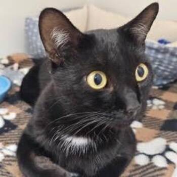 Ding Ding -  Domestic Short Hair Cat for Adoption in Green Valley, Arizona - Ding Ding | PetCurious