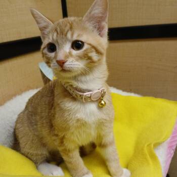 Tabby Cats Available for Adoption - Orin | PetCurious