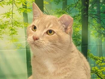 Rescue Tabby and Domestic Short Hair Cats for Adoption in Republic, Washington - Colby SHY CAT SPECIAL $20 | PetCurious
