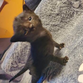 Seseame -  Domestic Short Hair Cat for Adoption in Jefferson City, Tennessee - Seseame | PetCurious
