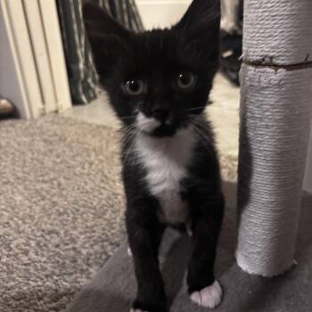 Rescue Domestic Short Hair Cats for Adoption in Bentonville, Arkansas - O’Connell | PetCurious