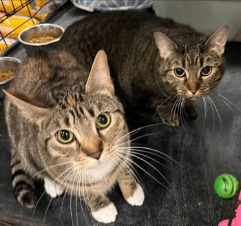 Lovey (BONDED WITH PUNKIN) -  Domestic Short Hair Cat Available for Adoption in Pryor, Oklahoma - Lovey (BONDED WITH PUNKIN) | PetCurious