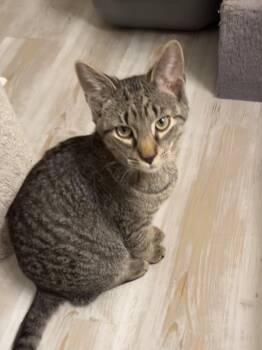 Thomas (foster cat) -  Domestic Short Hair Cat for Adoption in Littlestown, Pennsylvania - Thomas (foster Cat) | PetCurious