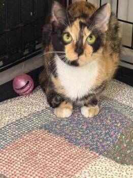 Gwen -  Domestic Short Hair Cat for Adoption in Saint Francisville, Louisiana - Gwen | PetCurious