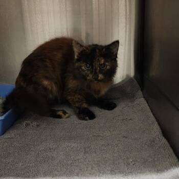 Confetti -  Domestic Medium Hair Cat for Adoption in Evensville, Tennessee - Confetti | PetCurious