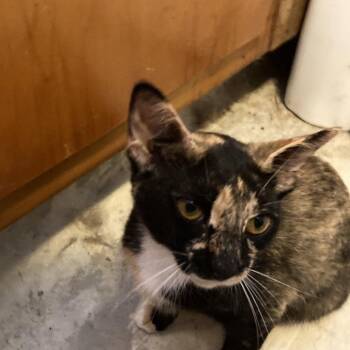 Safire Jo -  Domestic Short Hair Cat for Adoption in Tallahassee, Florida - Safire Jo | PetCurious