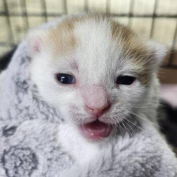 Wetzel -  Domestic Short Hair Cat for Adoption in Middletown, Ohio - Wetzel | PetCurious