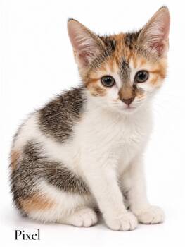 Pixel -  Domestic Short Hair Cat for Adoption in Stevensville, Michigan - Pixel | PetCurious