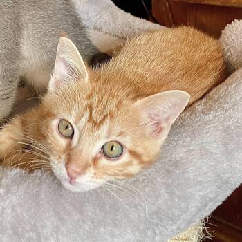 Domestic Short Hair Cats Available for Adoption in Springfield, Missouri - Cloudy  | PetCurious