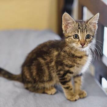 Tabby Cats Available for Adoption in Lampasas, Texas - Roger That | PetCurious