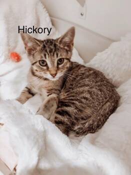 Hickory -  Domestic Short Hair Cat for Adoption in Murfreesboro, Tennessee - Hickory | PetCurious