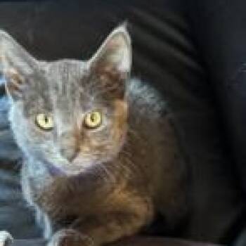 Rescue Russian Blue Cats for Adoption in Richmond, Virginia - Scarlett | PetCurious