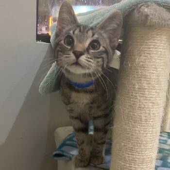Rescue Domestic Short Hair Cats for Adoption in Buffalo, New York - Luigi | PetCurious