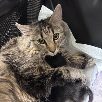 Fruit Bowl -  Domestic Long Hair Cat for Adoption in Asheville, North Carolina - Fruit Bowl | PetCurious