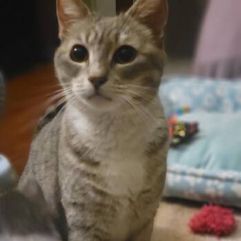 Stilettos -  Domestic Short Hair Cat for Adoption in Los Angeles, California - Stilettos | PetCurious