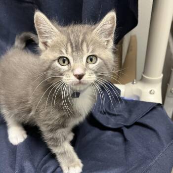 Domestic Short Hair Cats Available for Adoption in Hawthorne, California - Chicken | PetCurious