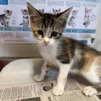 MATILDA -  Domestic Short Hair Cat for Adoption in San Antonio, Texas - MATILDA | PetCurious