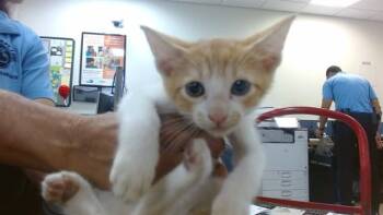STABLER -  Domestic Short Hair Cat for Adoption in Doral, Florida - STABLER | PetCurious