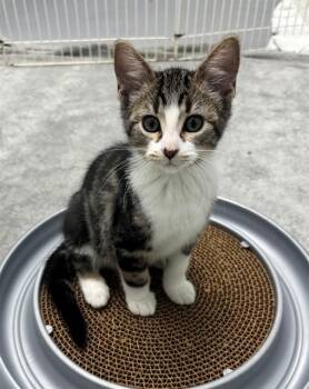 MEEPERS -  Domestic Short Hair Cat for Adoption in Geneva, Illinois - MEEPERS | PetCurious