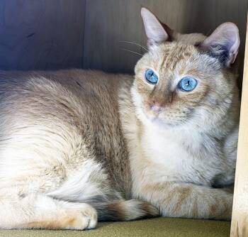 SNOWY -  Siamese Cat for Adoption in San Clemente, California - SNOWY | PetCurious