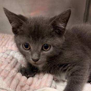RIDGE -  Domestic Short Hair Cat for Adoption in Corydon, Indiana - RIDGE | PetCurious