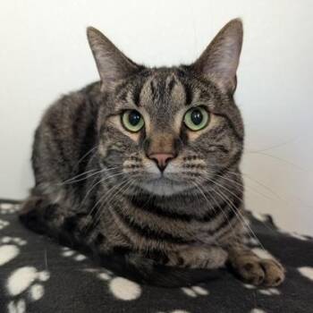 Basil -  Domestic Short Hair Cat for Adoption in Rochester, Minnesota - Basil | PetCurious