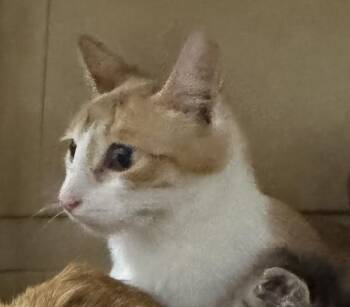 Domestic Short Hair Cats Available for Adoption in Des Moines, Iowa | PetCurious