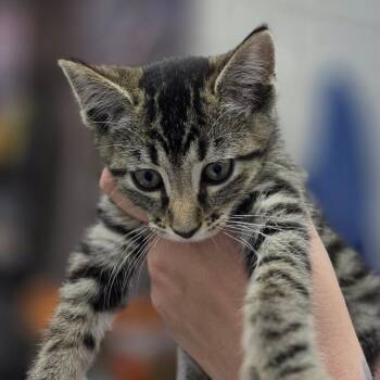 Owen -  Domestic Short Hair Cat for Adoption in Huntsville, Alabama - Owen | PetCurious