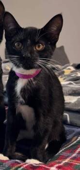 Domestic Short Hair Cats Available for Adoption - Princess Panda Bear | PetCurious