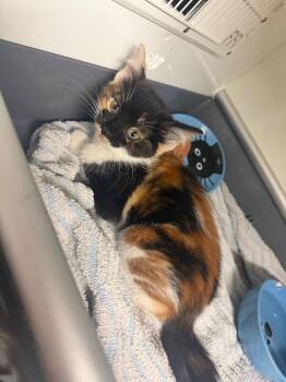 Legs -  Domestic Short Hair Cat for Adoption in Cincinnati, Ohio - Legs | PetCurious