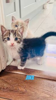 Rescue Domestic Short Hair Cats for Adoption in Johnson City, Tennessee - Jinx | PetCurious